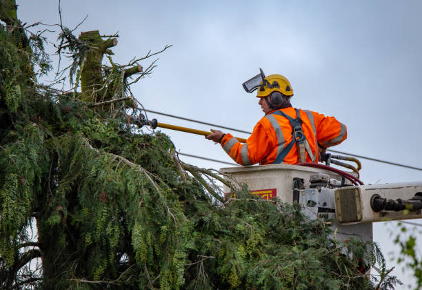 Reliable China, TX Tree Care Solutions